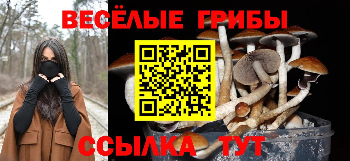 Псилоцибиновые грибы Psilocybine cubensis  Вход с VPN  Егорьевск 